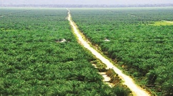 Sawit Melesat, Hutan Menyusut: CSR di Kaltim Cuma Formalitas?