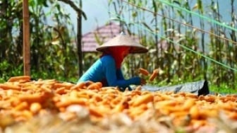 Investasi Pertanian Dibuka Lebar, PPU Incar Status Penyangga Pangan IKN