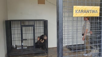 Amankan Beruang Madu hingga Owa dari Rumah Warga Kulon Progo, BKSDA Peringatkan Ancaman Kepunahan