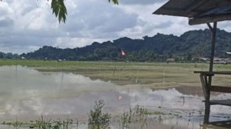 Modal Rp 7 Juta Hanyut Bersama Padi: Nestapa Petani di Samarinda