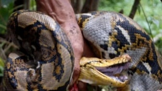CEK FAKTA: Heboh Penampakan Anaconda Raksasa Panjang 30 Meter di Sungai Amazon, Benarkah?
