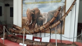 Fosil Gajah Purba Ditemukan Utuh di Patiayam, Kudus Siapkan Wisata Edukasi Baru