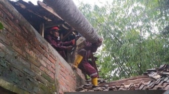 Hujan Badai Hantam Sleman, Pohon Tumbang Timpa Rumah dan Sekolah, Ini Lokasinya