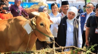 Gubernur Khofifah Pastikan Stok Hewan Kurban Jelang Idul Adha: Cukup dan Aman Dari PMK
