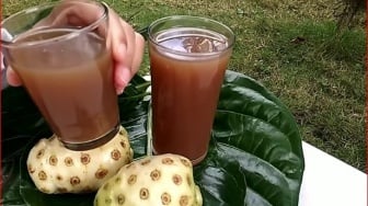 Cara Mengolah Jus Herbal Mengkudu Dan Sambiloto Untuk Penyakit Diabetes
