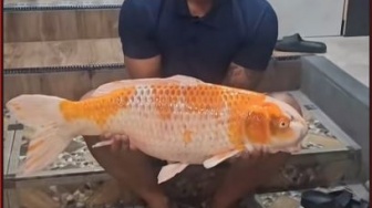 Sedihnya, Ikan Koi Puluhan Juta Ini Mati Gara-gara Listrik Mati