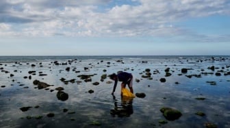 Padang Lamun dan Lahan Gambut: Aset Indonesia untuk Menangkal Perubahan Iklim