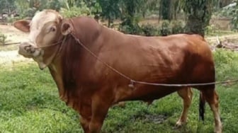 Sapi Kurban Presiden Prabowo untuk Riau Berbobot 950 Kg dan 820 Kg