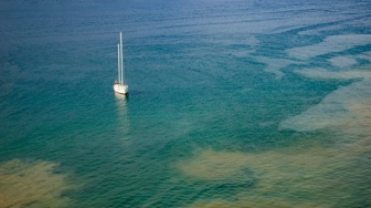 Laut Makin Panas, Plankton di Ambang Kepunahan: Apa Dampaknya Bagi Bumi?