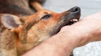 Data 2025: Kasus Gigitan Rabies Tembus 1.334 di Kaltim
