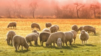 Harga Kambing Kurban Idul Adha 2025, Update Lengkap Online dan Offline
