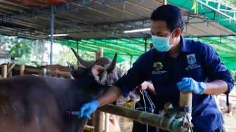Dokter hewan memeriksa kesehatan hewan kurban di tempat penampungan hewan kurban kawasan Dukuh, Kramat Jati, Jakarta Timur, Kamis (22/5/2025). [Suara.com/Alfian Winanto]