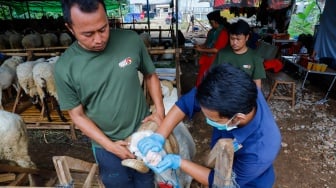 Dokter hewan memeriksa kesehatan hewan kurban di tempat penampungan hewan kurban kawasan Dukuh, Kramat Jati, Jakarta Timur, Kamis (22/5/2025). [Suara.com/Alfian Winanto]