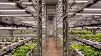 Bertani di Gedung Bertingkat: Teknologi Vertical Farming Jadikan Lahan Pertanian Bebas Pestisida