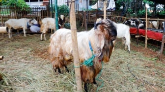 Berapa Umur Kambing Kurban yang Sah menurut Syariat? Jangan Asal Beli