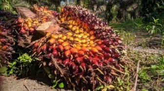 Periode 115 Mei, Harga TBS Sawit Kaltim Turun di Semua Kelompok Umur
