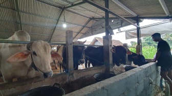 Jelang Idul Adha, Penjualan Hewan Kurban di Sleman Lesu? Wabup Ungkap Penyebabnya