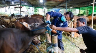Dokter hewan memeriksa kesehatan hewan kurban di tempat penampungan hewan kurban kawasan Dukuh, Kramat Jati, Jakarta Timur, Kamis (22/5/2025). [Suara.com/Alfian Winanto]
