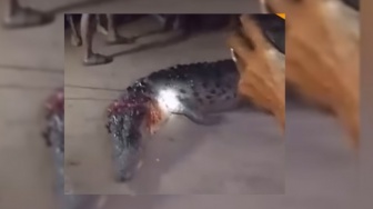 Serangan Buaya di Bengalon, Satu Pekerja Sawit Meninggal Dunia