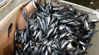 Dorong Ketahanan Pangan, PPU Salurkan 170 Ribu Bibit Ikan di Kawasan IKN