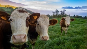 Refleksi Idul Qurban: Jejak Keteladanan Nabi Ibrahim dalam Kehidupan Umat Muslim