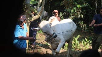 Harga Hewan Kurban Terbaru 2025 di Jakarta, Sapi Berapa Juta?