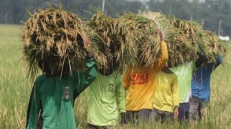 Indonesia Terancam Krisis Pangan, Wakil Ketua Komisi IV DPR Minta Riset Pertanian Seperti Tiongkok!