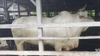 Sapi Kurban Presiden Prabowo untuk Padang Pariaman Hasil Inseminasi Buatan, Beratnya 930 Kg!