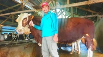 Warga Padang Panjang Juga Dapat Sapi Kurban Presiden Prabowo, Lebih Besar dari Padang Pariaman!