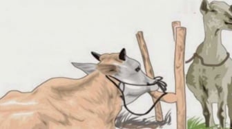 Bolehkah Kurban Patungan Lebih dari 7 Orang? Ini Penjelasan Lengkapnya Sesuai Syariat Islam!
