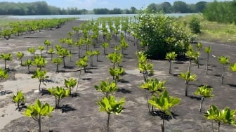 Benteng Pesisir Kendal, Cerita Konservasi Mangrove dari Pidodo Kulon