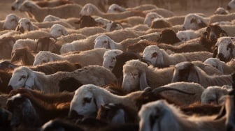 Harga Kambing dan Sapi Kurban Idul Adha 2025, Cek Update di Sini