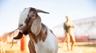 Apakah Kambing Betina Bisa untuk Kurban? Ini Syarat Sah Berkurban Idul Adha