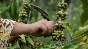 Harmoni Kopi, Padi dan Perempuan: Menyusuri Jejak Kehidupan Tunggu Tubang di Sumatera