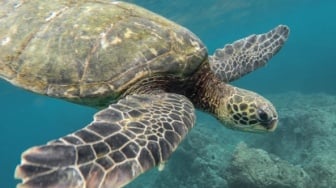 Menjaga Penyu, Menjaga Warisan Laut Kita