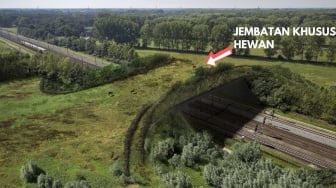 Demi Bekantan dan Orangutan, Waskita Bangun Jembatan Satwa di Hutan Lindung IKN