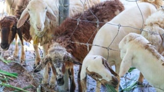 Apakah Boleh Memakan Daging Hewan Kurban Sendiri? Ini Penjelasan Lengkapnya