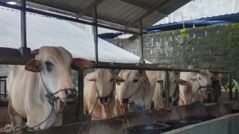 Jelang Idul Adha 2025: Pemkot Jogja Perketat Pengawasan Hewan Kurban