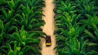 Petani Eks Transmigran Panik Tanahnya Diklaim Masuk Kawasan Hutan