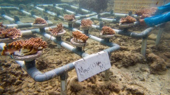 Warga melakukan pembibitan sekaligus menanam terumbu karang di Pulau Pramuka, Kepulauan Seribu, Jakarta, Minggu (25/5/2025). [ANTARA FOTO/Muhammad Adimaja/YU]

