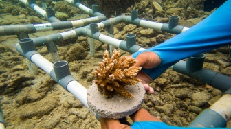 Warga melakukan pembibitan sekaligus menanam terumbu karang di Pulau Pramuka, Kepulauan Seribu, Jakarta, Minggu (25/5/2025). [ANTARA FOTO/Muhammad Adimaja/YU]
