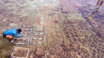 Mengintip Proses Pembibitan dan Penanaman Terumbu Karang di Pulau Pramuka