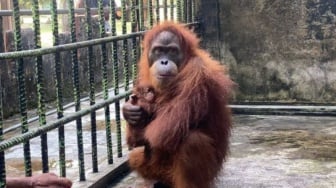 Bayi Orangutan Lahir di Riau, Tanda Harapan di Tengah Ancaman Masih Ada