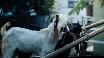 Lebih Utama Mana? Kurban Idul Adha Satu Ekor Kambing vs Patungan 1/7 Sapi