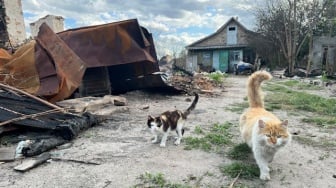 Wacana Wisata Pulau Kucing ala Jepang di Jakarta: Jadi Solusi atau Risiko Masalah Ekologi?