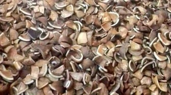 Petani Sulawesi Banjir Rezeki! Harga Kopra Hitam Meroket