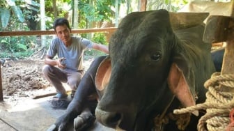 Bagong, Sapi Kurban Presiden Prabowo untuk Masyarakat Pekanbaru