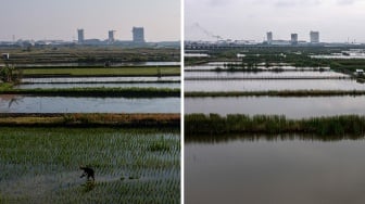 Dampak Krisis Iklim, Sawah di Demak Berubah Jadi Tambak
