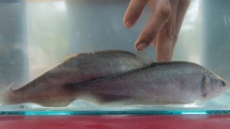 Dulu Punah, Kini Ikan Belida Jawa bisa Dibudidayakan