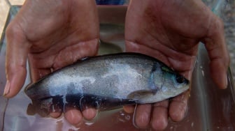 Anggota kelompok pembudidaya ikan menunjukkan ikan belida Jawa (Notopterus notopterus) atau ikan putak yang berada di dalam akuarium milik kelompok pembudidaya ikan binaan PT Kilang Pertamina Internasional RU III Plaju di Desa Sungai Gerong, Mariana, Banyuasin, Sumatera Selatan, Kamis (29/5/2025). [ANTARA FOTO/Nova Wahyudi/tom]
